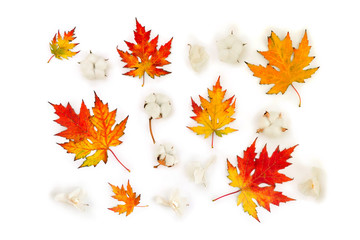 Autumnal maple leaves, cotton flowers, dry white flowers orchid on white background. Top view, flat lay