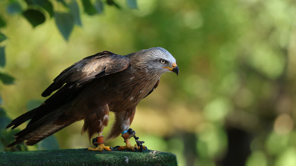 Éste milano negro fue tomada en el Parque de la Naturaleza de Cabárceno, Cantabria, España.