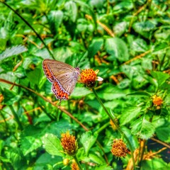 butterfly on a flower