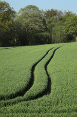Field with young wheet plants