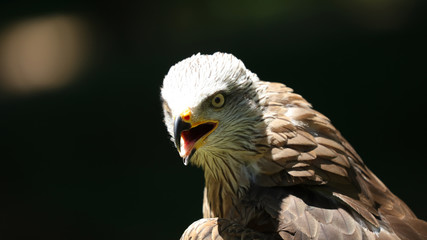 Éste milano negro fue tomada en el Parque de la Naturaleza de Cabárceno, Cantabria, España.