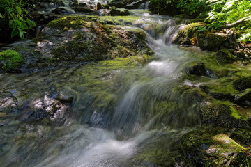 A mountain river flows through the forest