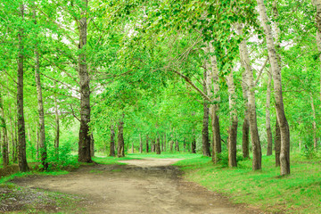 Summer birch forest. Road in the birch forest.