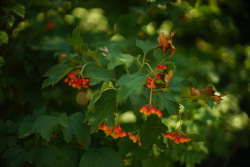 viburnum bush with red berries in the garden