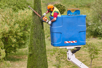 Gardener pruning a cypress with a chainsaw and a crane