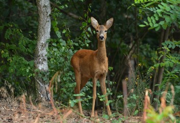 deer in the woods