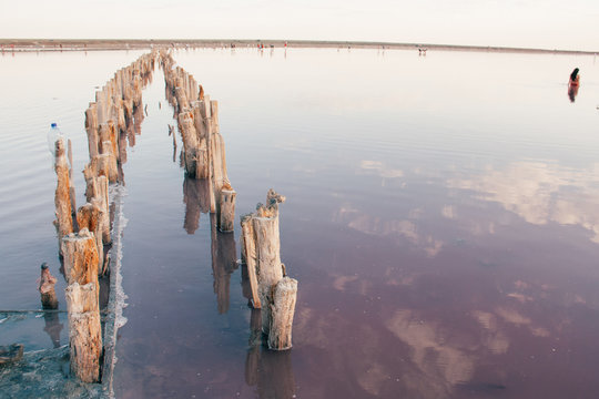 Close up of wooden logs on a pink salt Genichesk lake, Ukraine