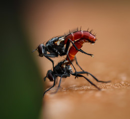 nahaufnahme von zwei Fliegenähnlichen Insekten bei der Paarung