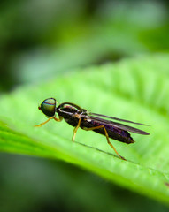 fly on green leaf