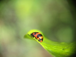 ladybug on leaf