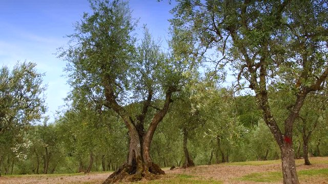 beautiful olive trees in the countryside of the Chianti region near Florence during the summer season. Tuscany in Italy.