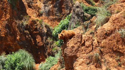 Éste oso pardo fue fotografiado en el Parque de la Naturaleza de Cabárceno, Cantabria, España.
