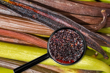 Caviar de vanille, gousses à maturité 