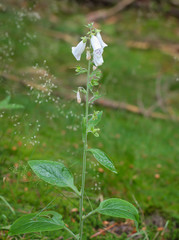 Foto von Fingerhüte, Fingerhut im Wald. Fingerhut ist giftig und gibt es in verschiedene Farben.
