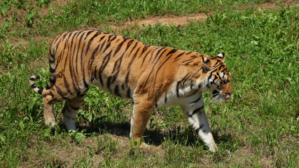 Fototapeta na wymiar Éste Tigre de Bengala fue fotografiado en el Parque de la Naturaleza de Cabárceno, Cantabria, España.