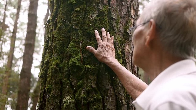 Senior man touching on old tree gently. Nature protection concept.
World environment day.