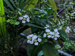 Little white flowers
