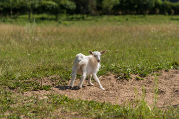Little cute goat playing in nature in summer