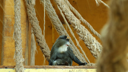 Éste Mono de Brazza fue fotografiado en el Parque de la Naturaleza de Cabárceno, Cantabria,...