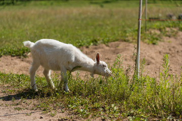 Fototapeta premium Little cute goat playing in nature in summer