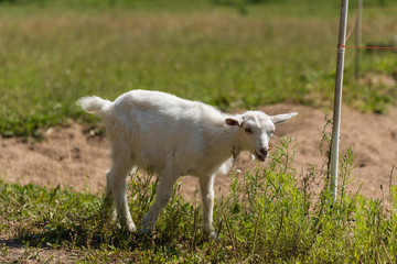 Naklejka na ściany i meble Little cute goat playing in nature in summer
