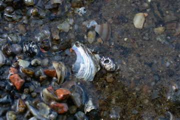 stones, macro, seashells and stones, texture, water