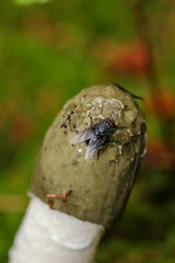 Nahaufnahme einer Morchel im Wald. Die Morcheln sind Schlauchpilze
