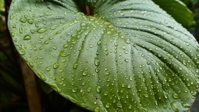 Rain drop in leaf