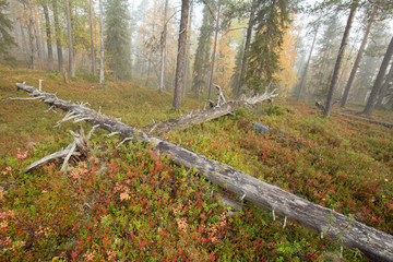 Wonderful colorful and foggy autumn morning in taiga forest in Finland, Northern Europe