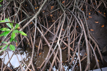 Mangrove tree  in mangrove forest at Pranburi Prachuap Khiri Khan Thailand.