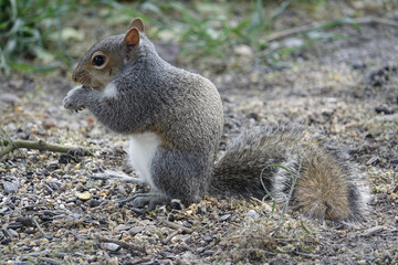 squirrel