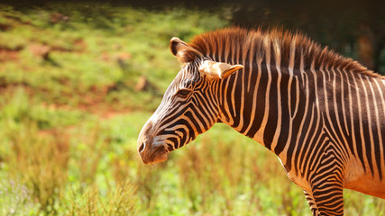 Ésta cebra grévy o cebra real fue tomada en el Parque de la Naturaleza de Cabárceno, Cantabria, España.