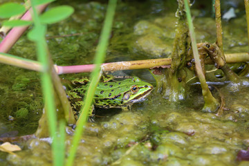 Eine Aufnahme von einem grünen Teichfrosch am Rand eines Gewässers.
