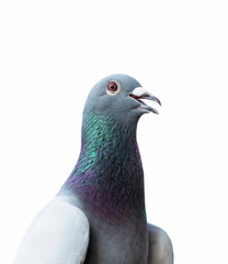 close up head of homing pigeon on white