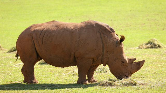 &Eacute;ste Rinoceronte Blanco fue fotografiado en el Parque de la Naturaleza de Cab&aacute;rceno, Cantabria, Espa&ntilde;a.