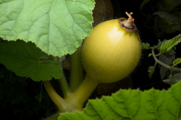 Young squash grows amongst large green leaves on a dark background.