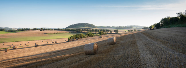 landscape with cornfields and meadows in regional parc de caps et marais d'opale in the north of...