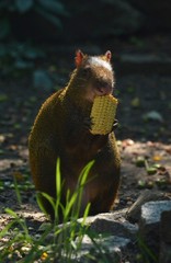 Agouti animal with corn 