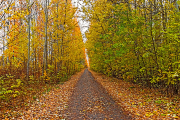 rural path in the yellow autumn forest