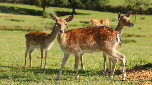 &Eacute;ste gamo fue fotografiado en el Parque de la Naturaleza de Cab&aacute;rceno, Cantabria, Espa&ntilde;a.