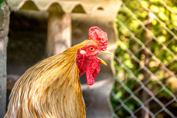 singing crowing cock rooster on background greenery and sun shining. Morning on a rural farm...