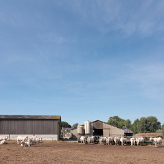 white cows and old farm near boulogne in french normandy