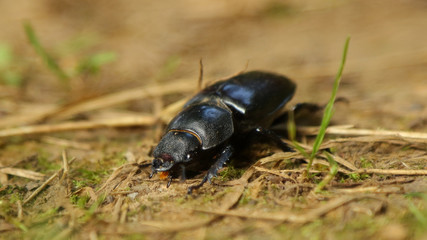 Escarabajo en la Senda Fluvial del Nansa, Cantabria, España