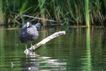 Aufnahme eines Blässhuhn im Teich. Blässhühner gehören zu den Teichrallen.
