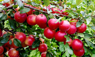 Red ripe plums on the tree