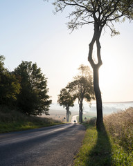 early morning country road in french picardie near boulogne and calais