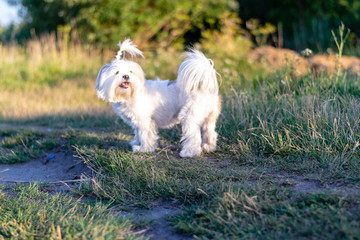 Funny white shih tzu dog on its walk in the fields