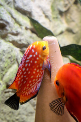 Ein Pärchen von Diskusfischen, Buntbarschen bei der Laichablage am Laichkegel.