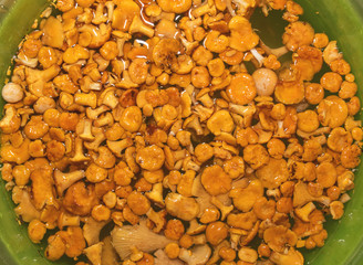 A bunch of forest red mushrooms lie in a basin of water