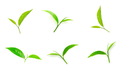 Green tea leaf collection isolated on white background